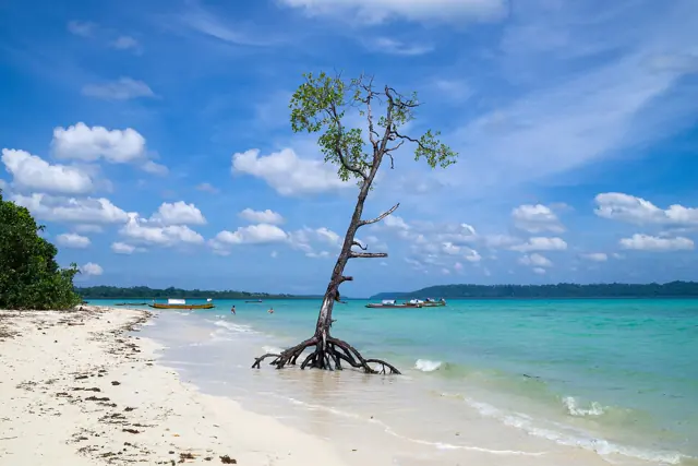 Mangrove tree standing in clear water on Havelock Island