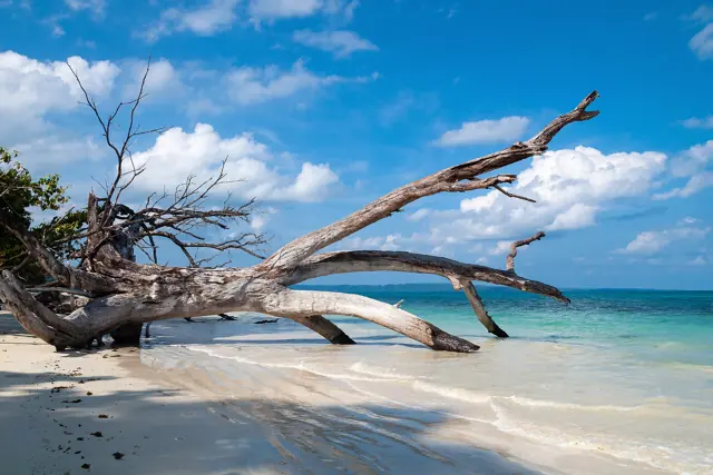 Driftwood on a sandy lagoon, Havelock Island