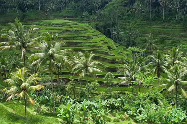 Green rice terraces and palm trees in Bali