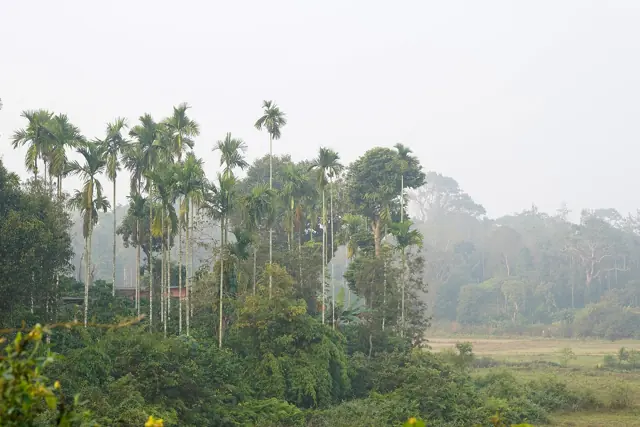 Areca palms and paddy fields in morning mist, Coorg