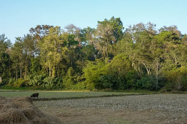 Coffee shade trees beside paddy fields in Coorg
