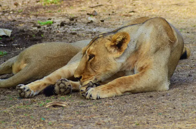 Asiatic lion in Gir National Park