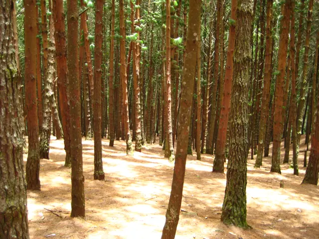 Sunlit pine forest in Kodaikanal