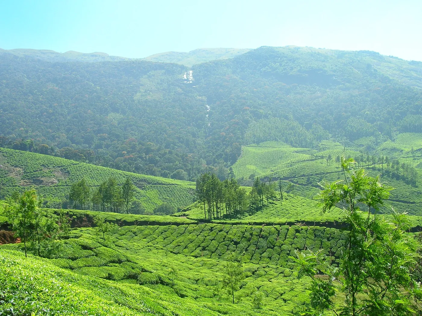 Tea plantations covering the hills of Munnar