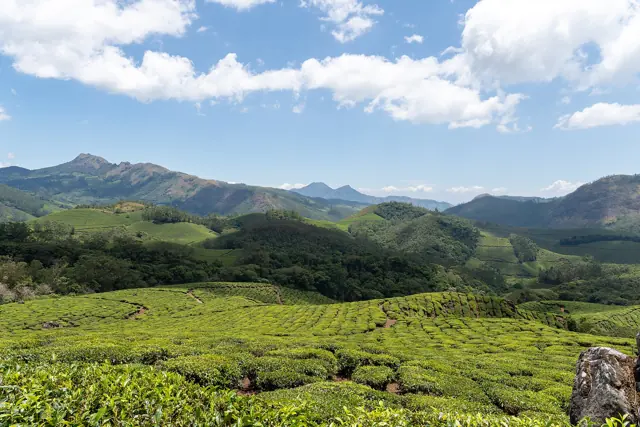 Rolling tea gardens under a blue sky, Munnar