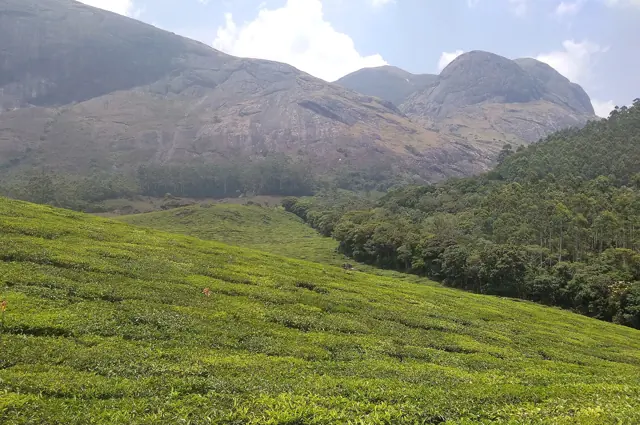 Tea bushes below a rocky peak in Munnar