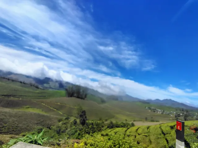 Road winding through tea estates near Munnar