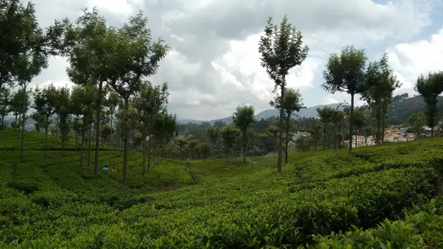 Tea garden near Ooty