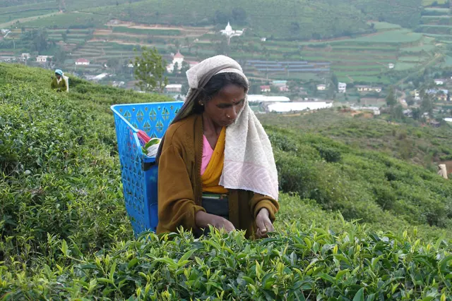 Tea plantations near Nuwara Eliya