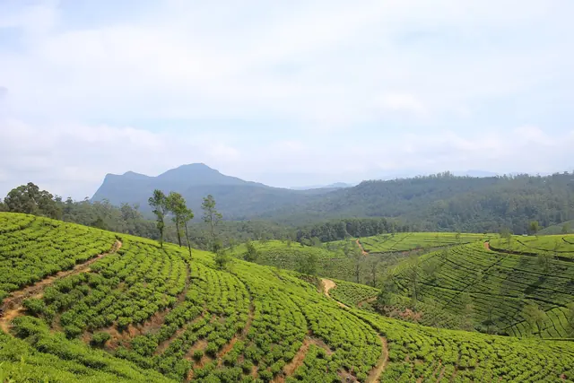 Tea plantations covering the hills of Nuwara Eliya