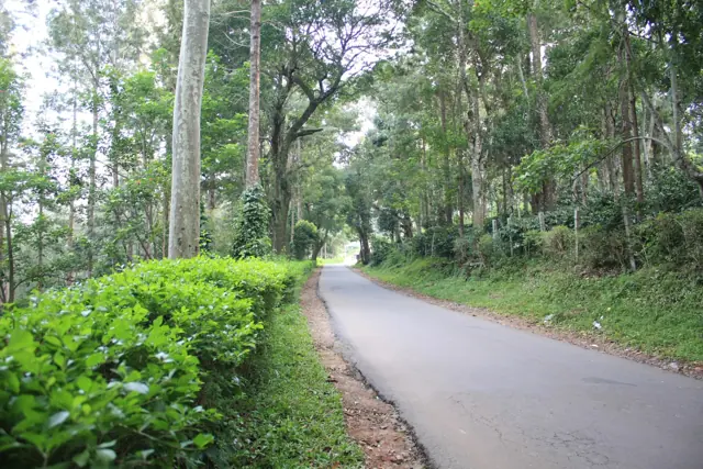 Road through a coffee plantation in Yercaud